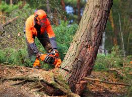 Best Lawn Disease Treatment  in Clifton, TX